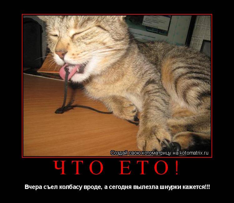 Кот error мем - исправление ошибок и поиск оптимальных решений проблем