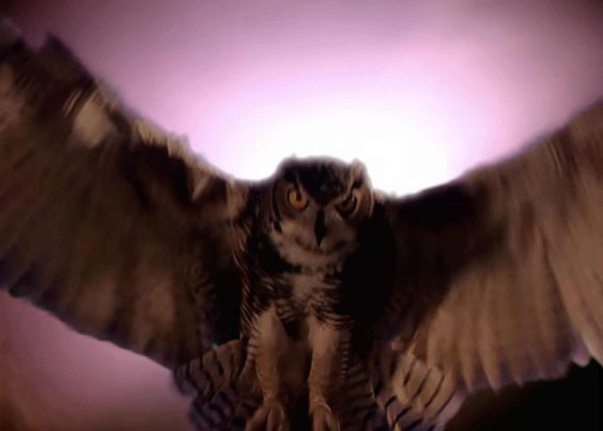 Твин пикс: 10 мемов в черной ложе, которые заставят вас смеяться