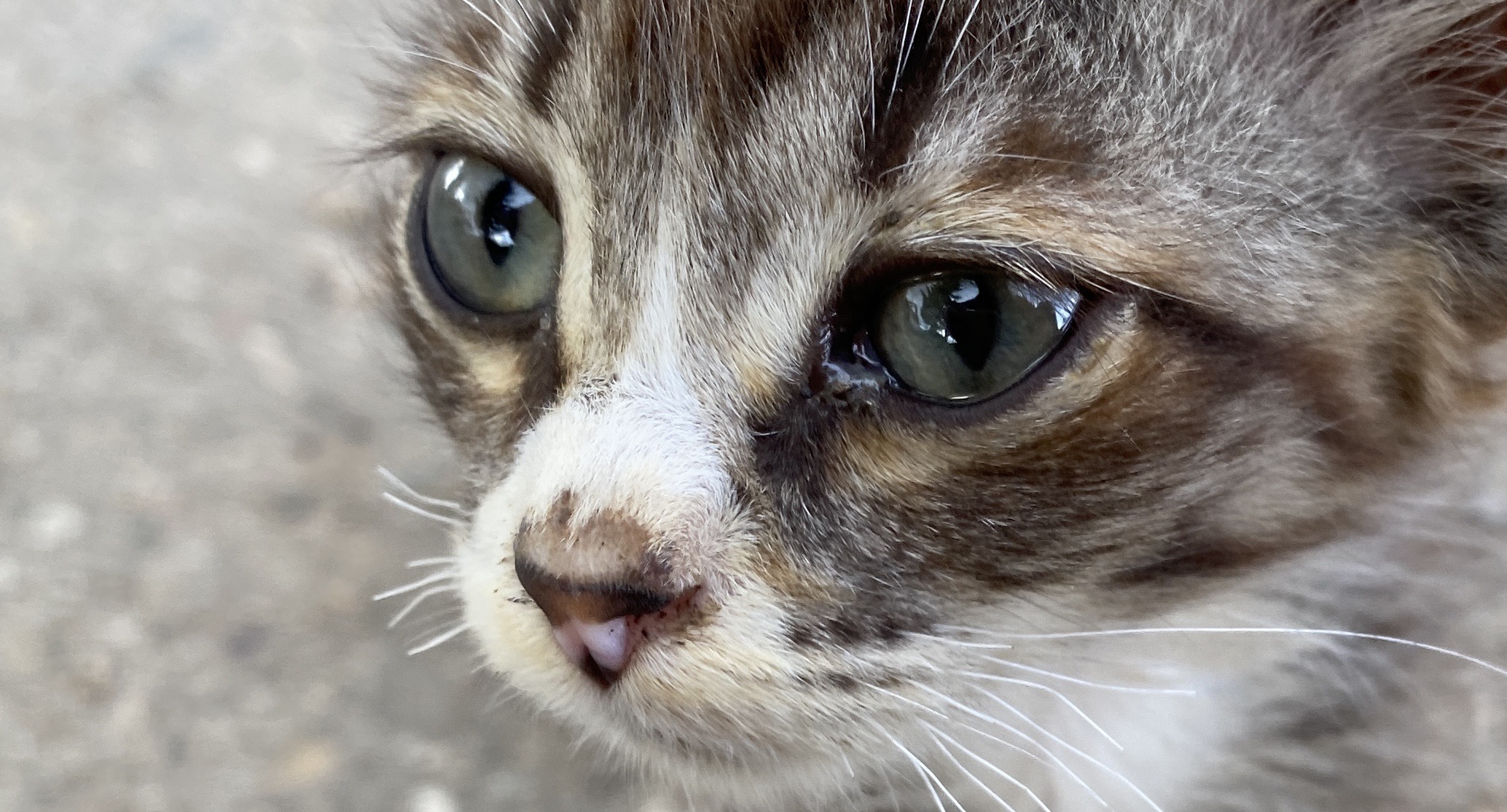 Yamero cat meme generator - imgflip