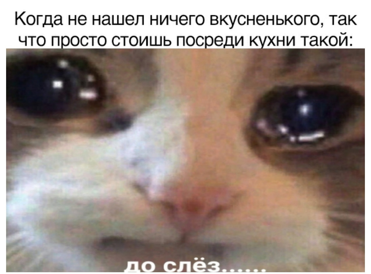 Котенок который плачет мем » собачки и кошечки
