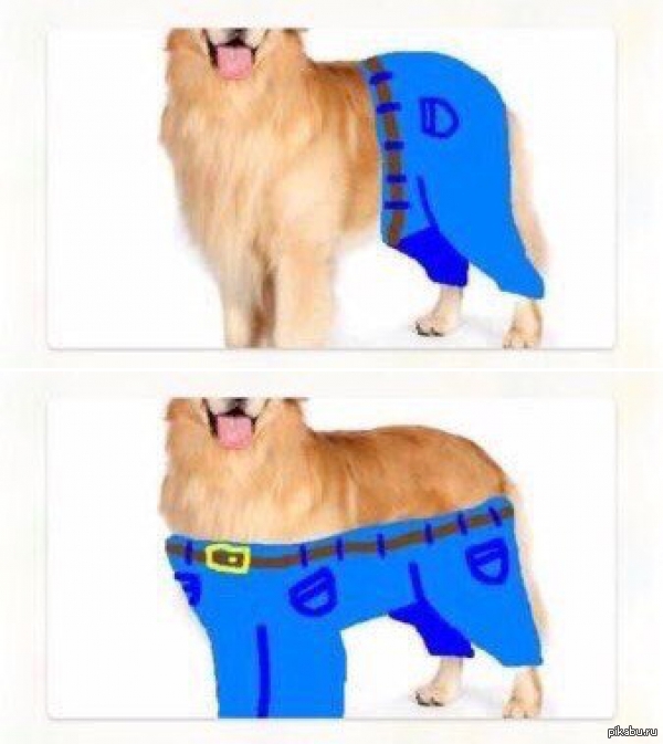 В каком месте собака будет носить штаны? | читатель домашних животных