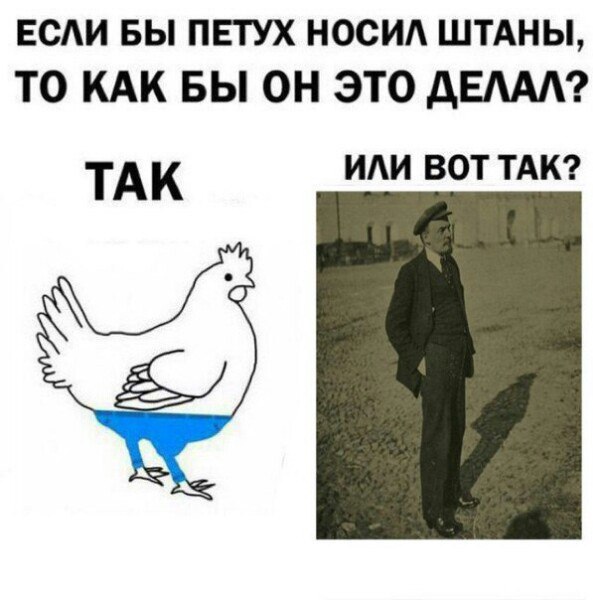 В каком месте собака будет носить штаны?