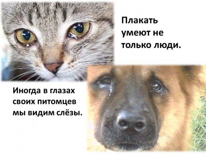 Почему кот плачет - причины и что делать