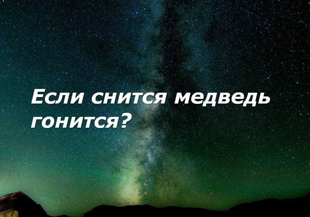 Медвежонок во сне: чего опасаться?