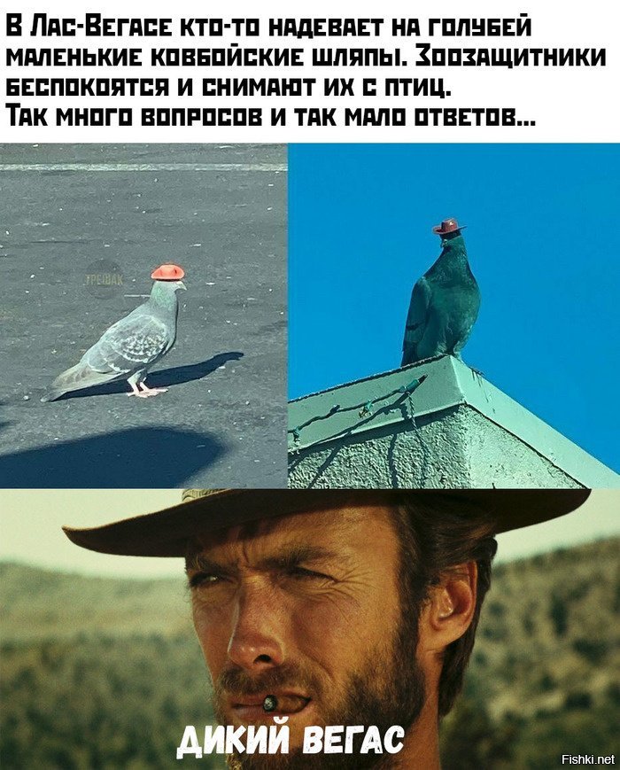 Что за мем вконтакте голубь наташа откуда появился