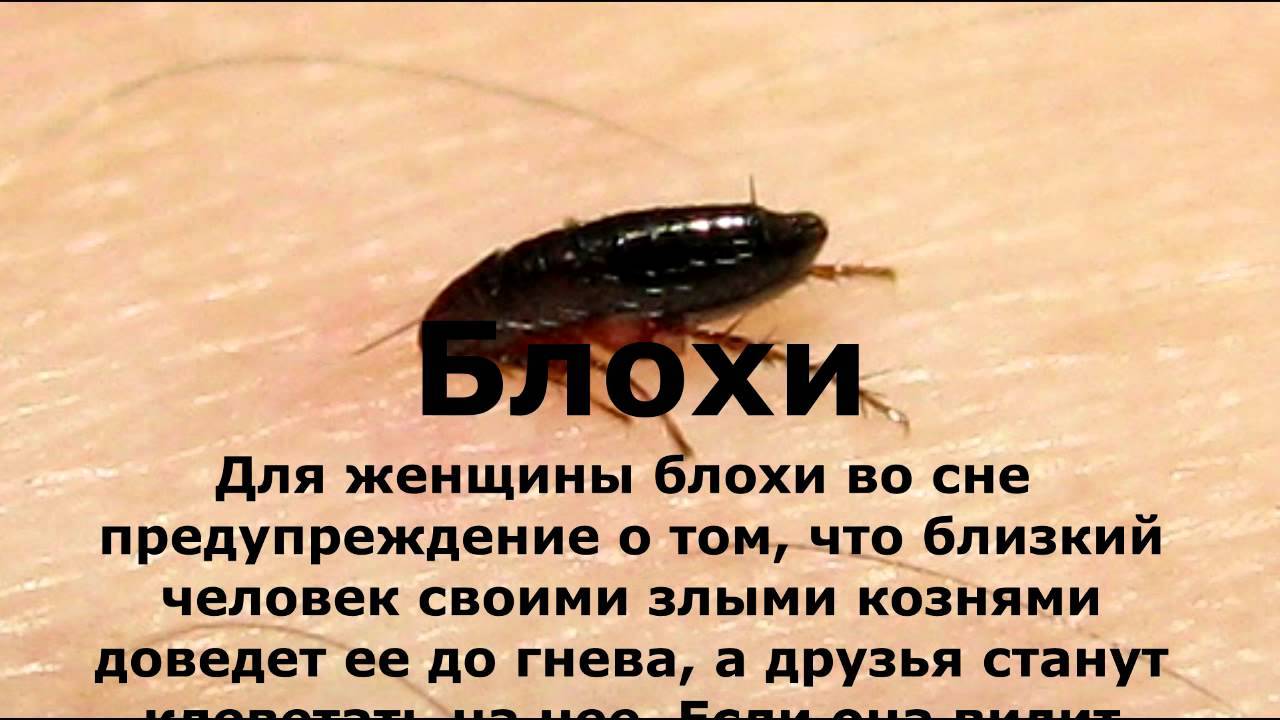 Сонник - вши, к чему снятся вши во сне приснились