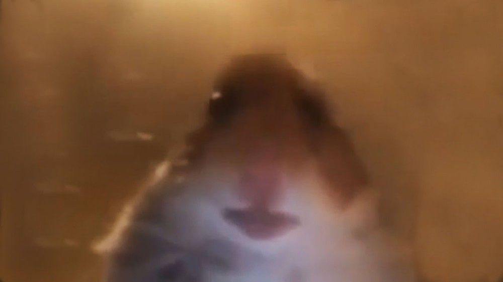 Испуганный хомяк Scared Hamster, хомяк кричит - мем с размытой фотографией хомяка, который смотрит в камеру с ужасом и орет