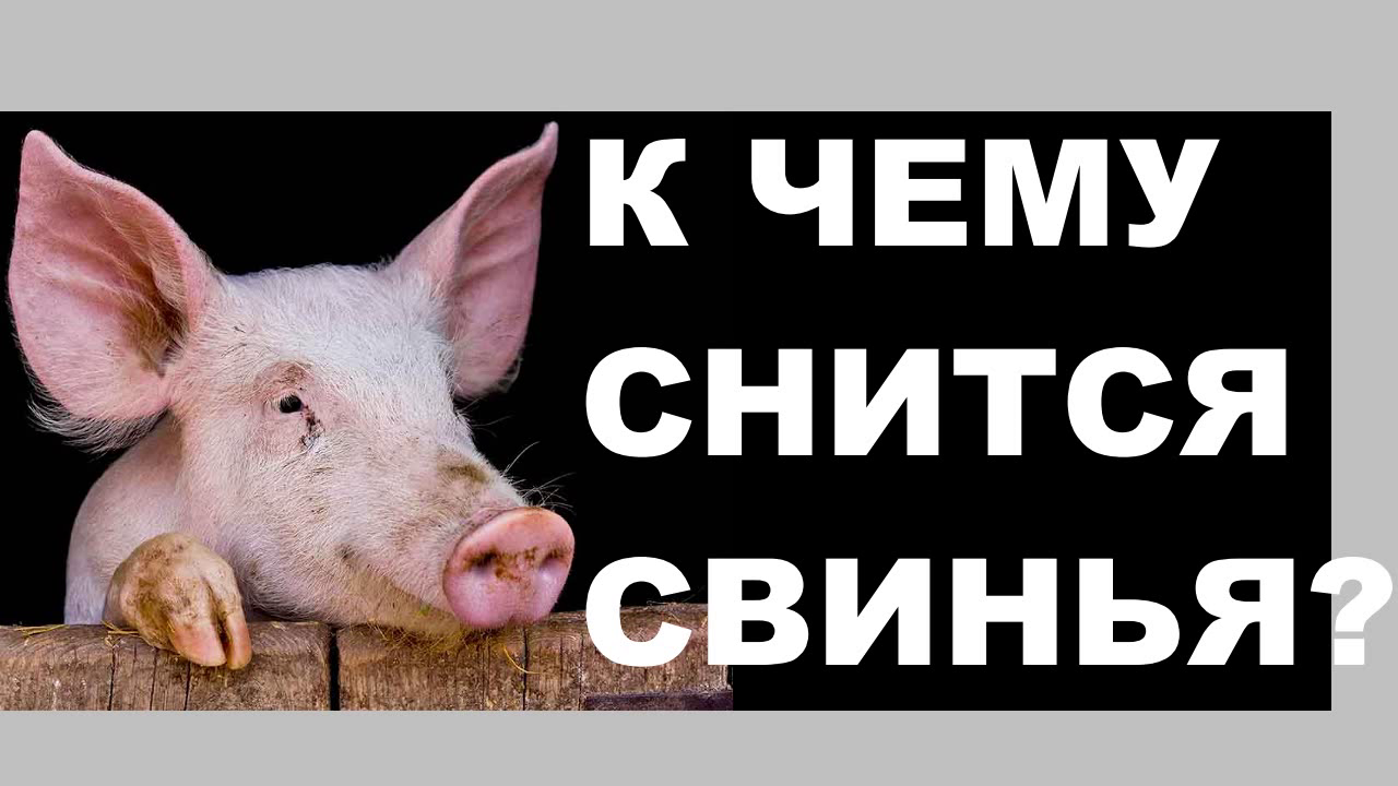 Поросенок сам по себе очень необычное животное С одной стороны поросята считаются самыми грязными животными из-за огромной любви поваляться в грязных лужах Но