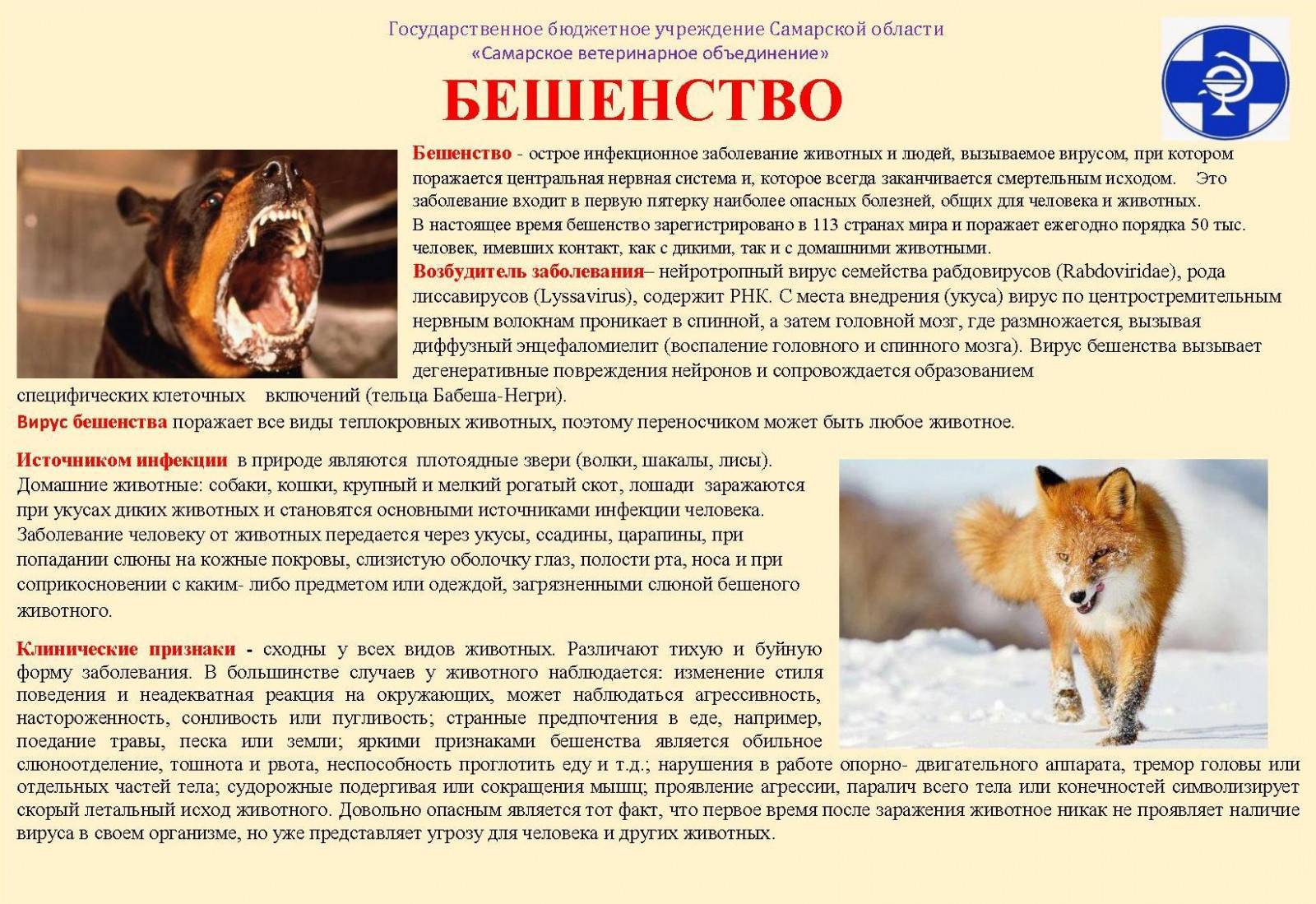 5 причин странного поведения кошки