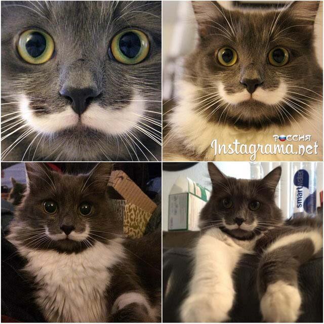 Всемирный день кошек: 7 самых популярных кошачьих профилей в instagram