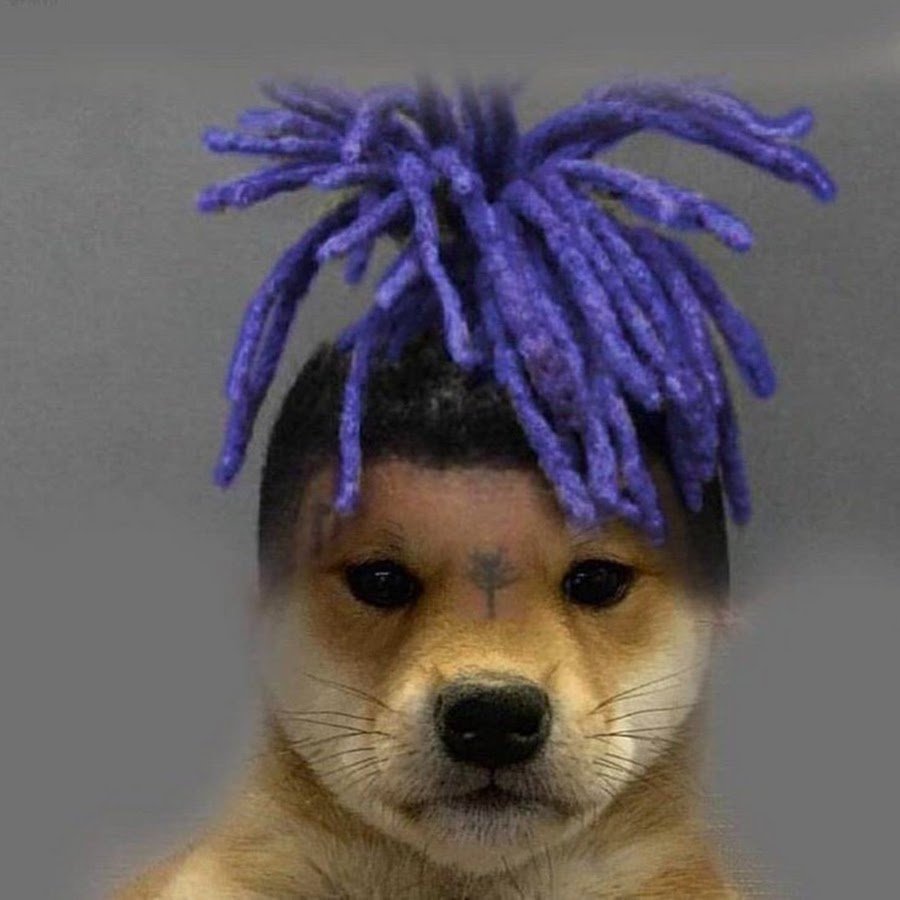 Eggdog? – memes feel