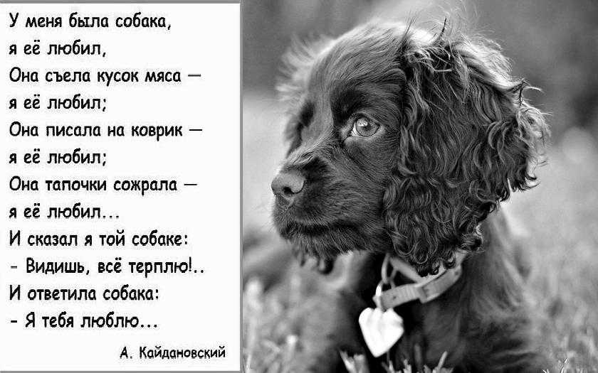 К чему снится собака?