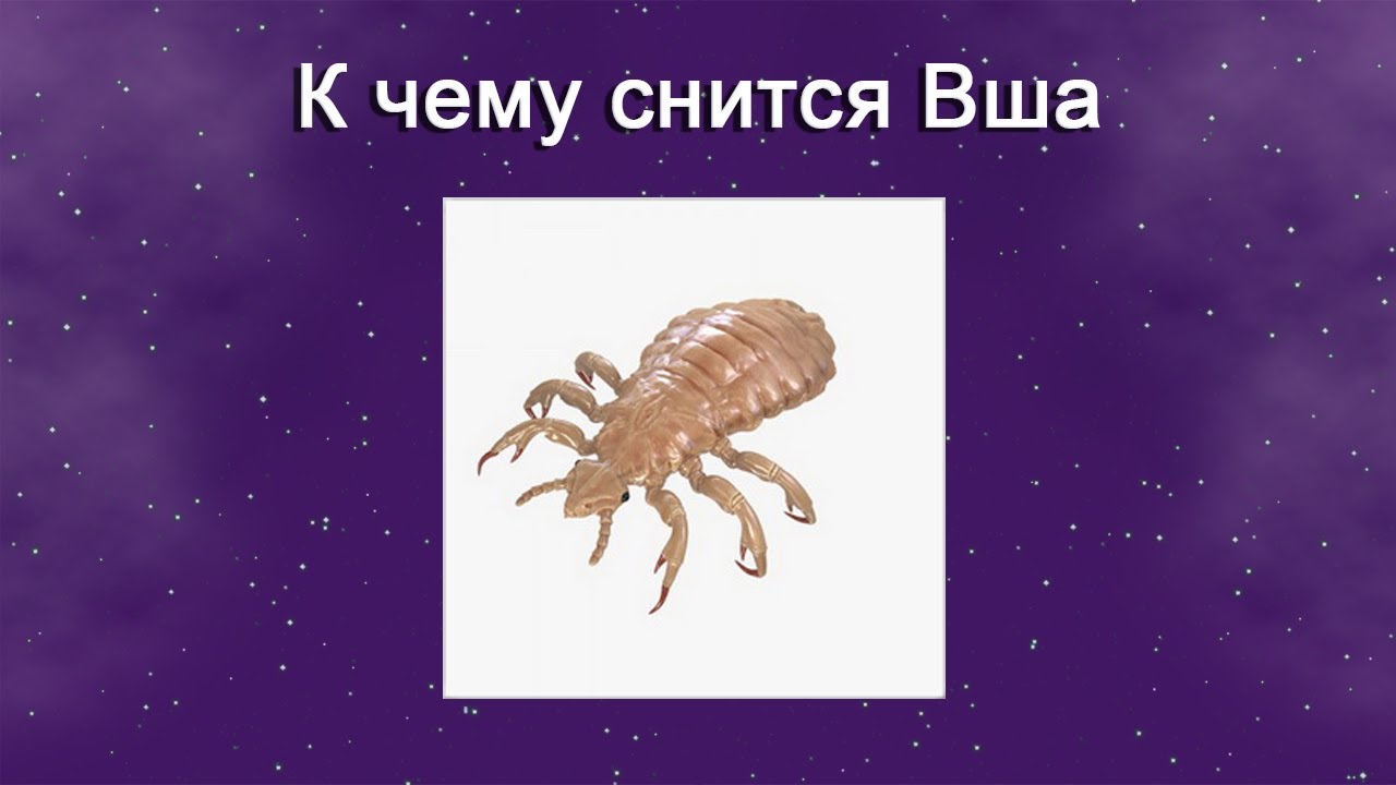 К чему снятся вши - значение сна вши по соннику
