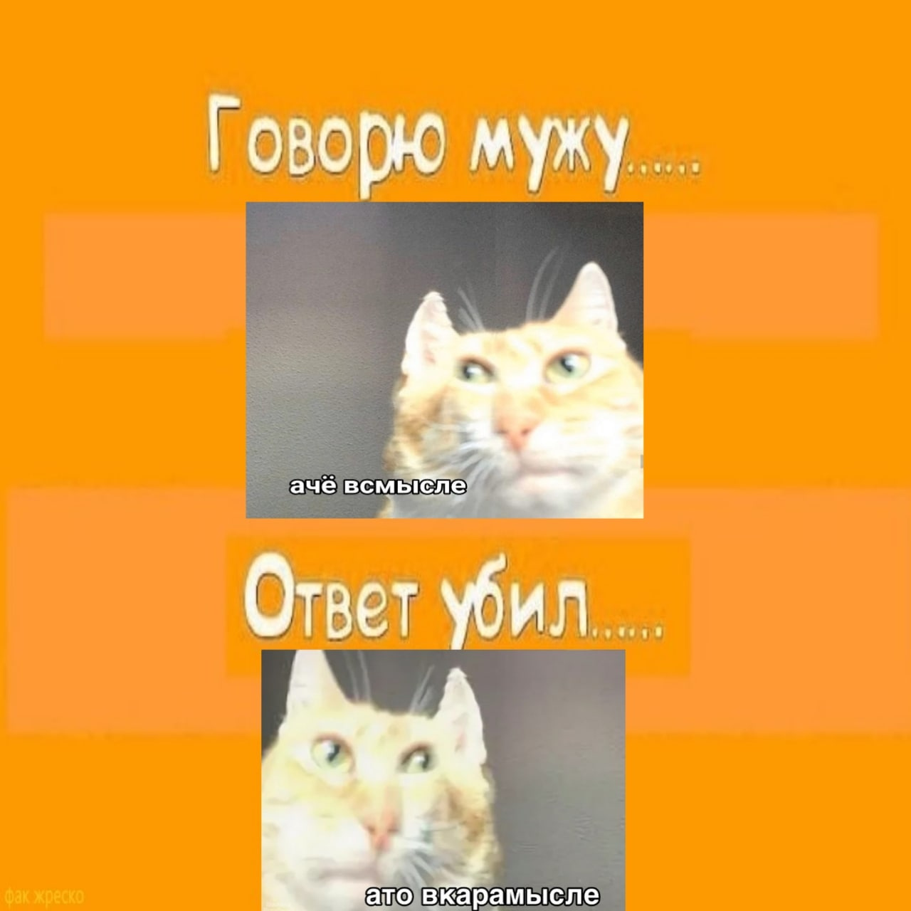 Кот error мем