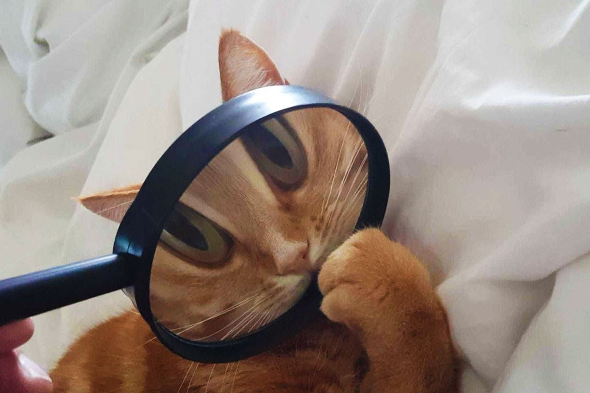 Вот у нас два мальчика катаются не один да киселечек что с котом