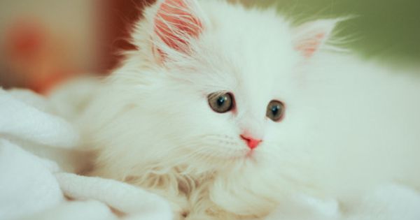 Белый котенок