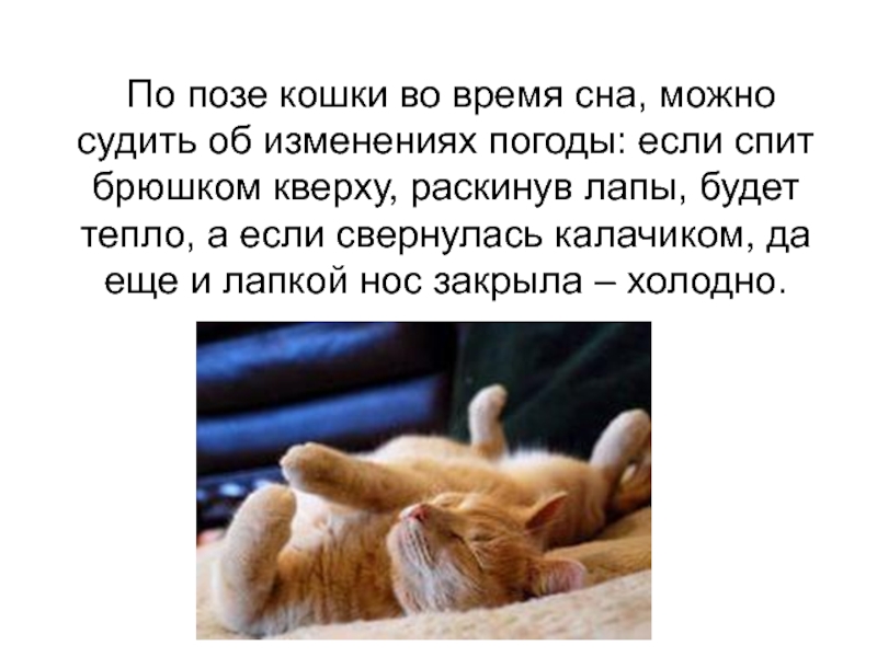Много котов и кошек