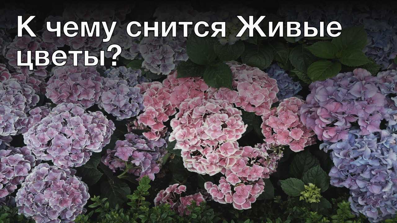 К чему снятся цветы: живые в букетах, горшках, искусственные