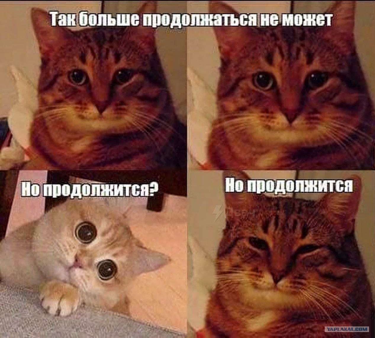 hahaha, classic - мем с котом, который курит сигарету и произносит выражение hahaha, classic Кадр взят из комикса Мэгг, Могг и Сова лучше всех