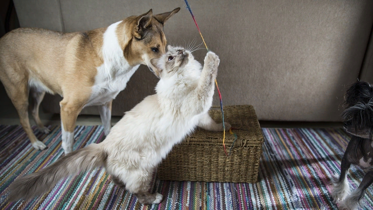 Как подружить кошку с собакой в квартире или доме — pet-mir.ru