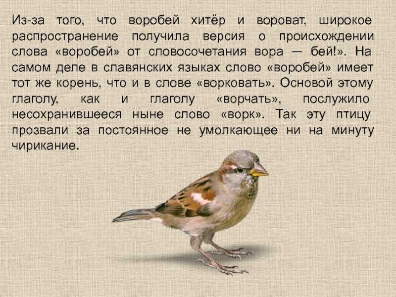 Птицы как древние символы - что они означают?