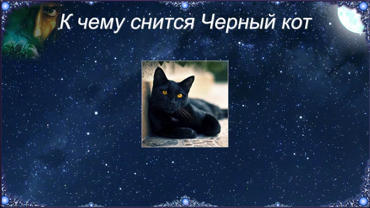 К чему снится красивая или злая кошка с котятами? | женский журнал tatros.info