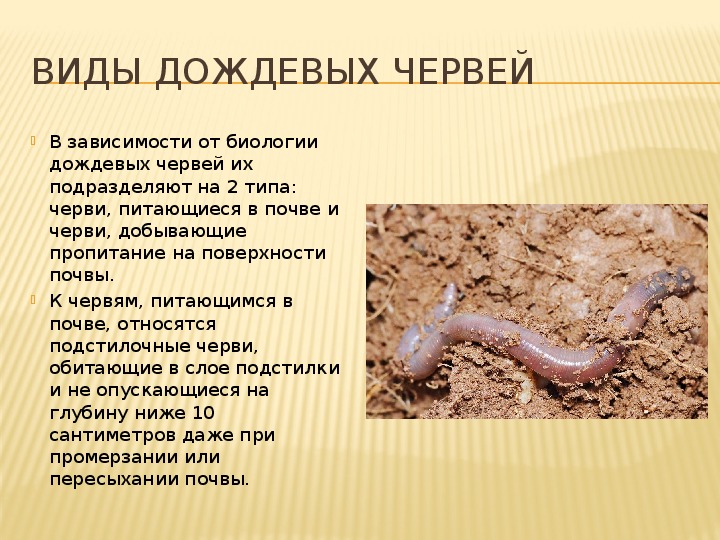 К чему снятся дождевые черви – сонник