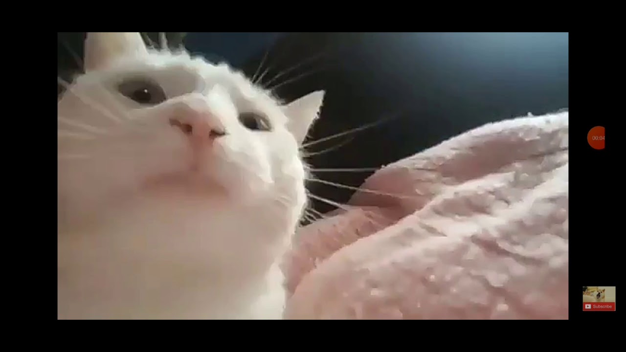 Catjam / vibing cat | know your meme