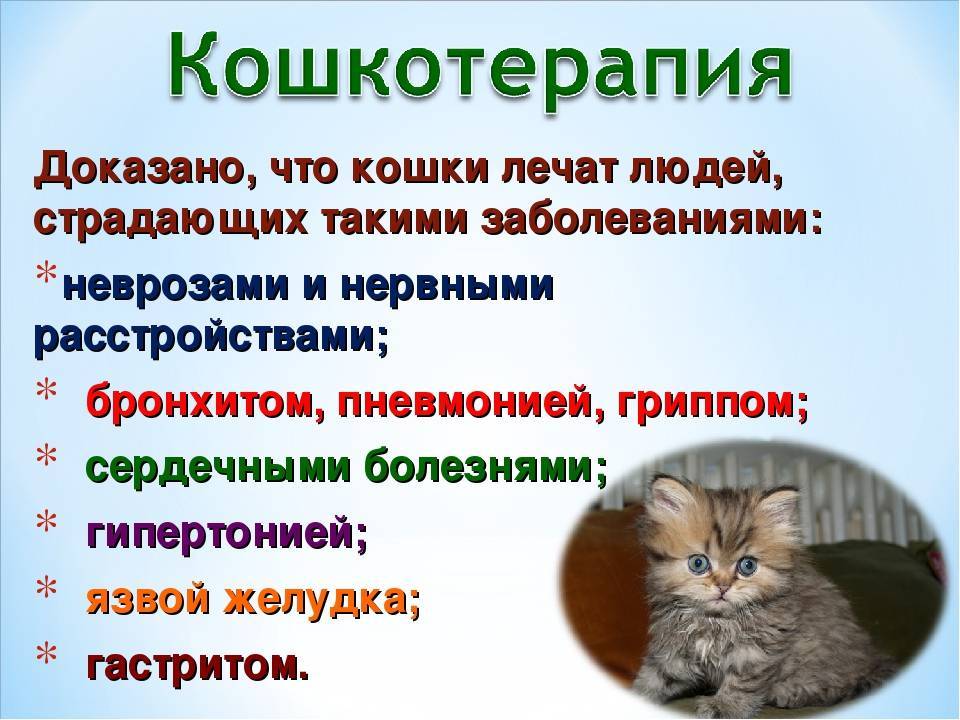 Чего на самом деле боятся коты