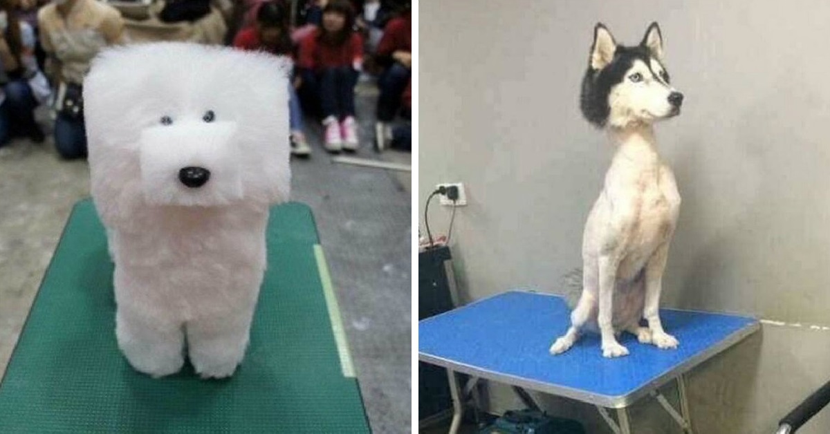 Собака с прической мем