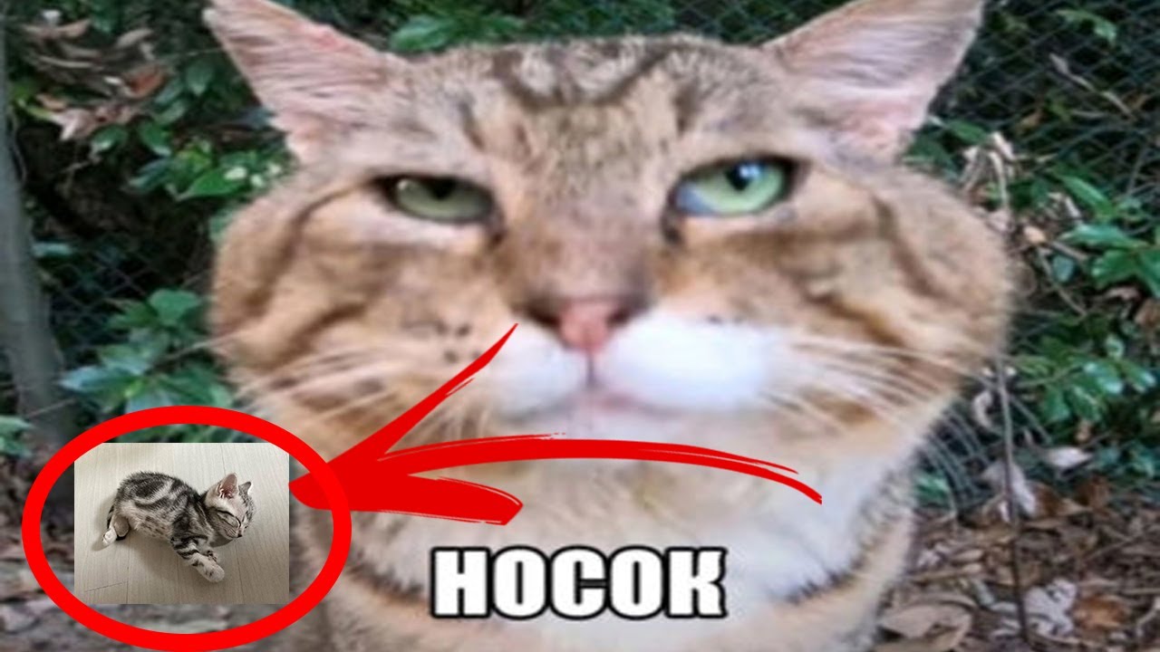 Кот мяукает и кивает головой — что за мемы с котом бендером из тиктока