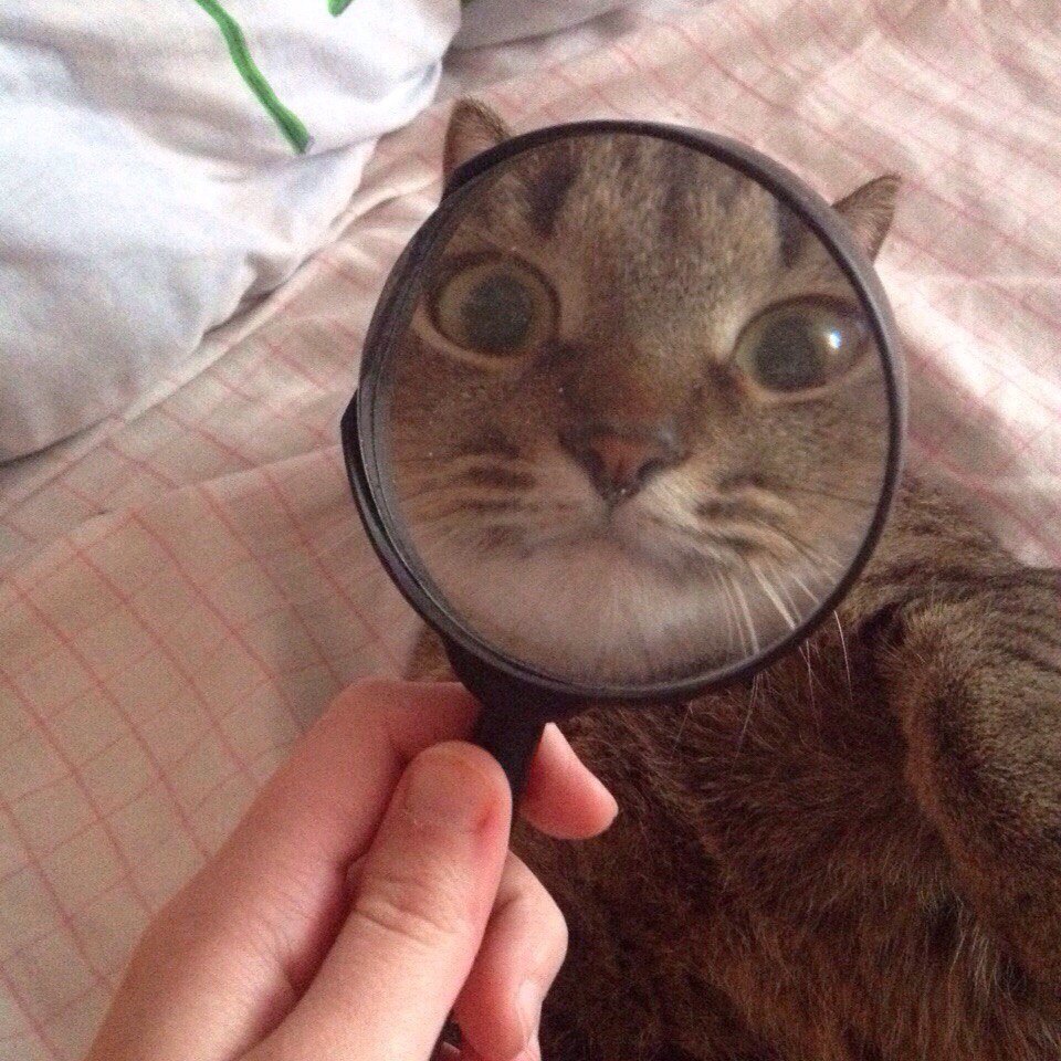 Кесулькен кисулькен — мем с фотографиями котов, снятых через лупу Также слово может использоваться как синоним слова кот или милое прозвище