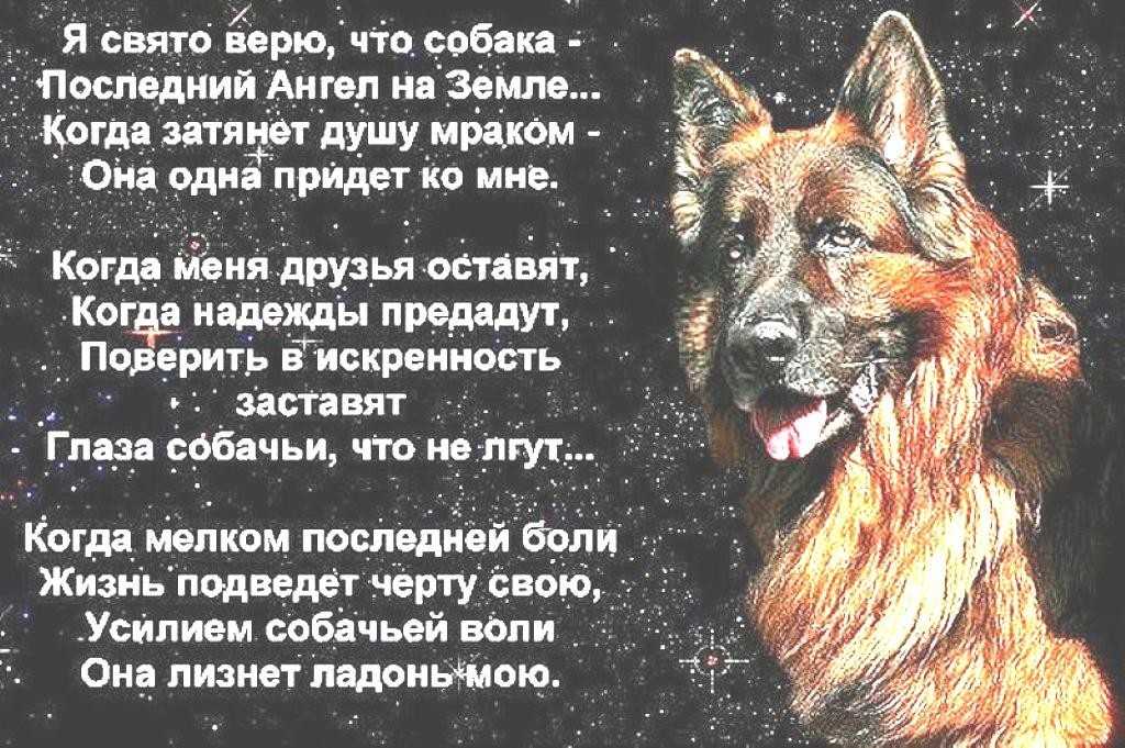К чему снится собака женщине и мужчине во сне, топ-3 сонника