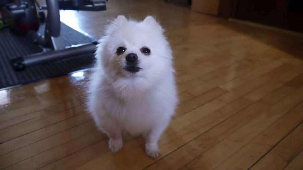 Гейб Gabe the dog - белый померанский шпиц, который умеет прогавкивать разные мелодии