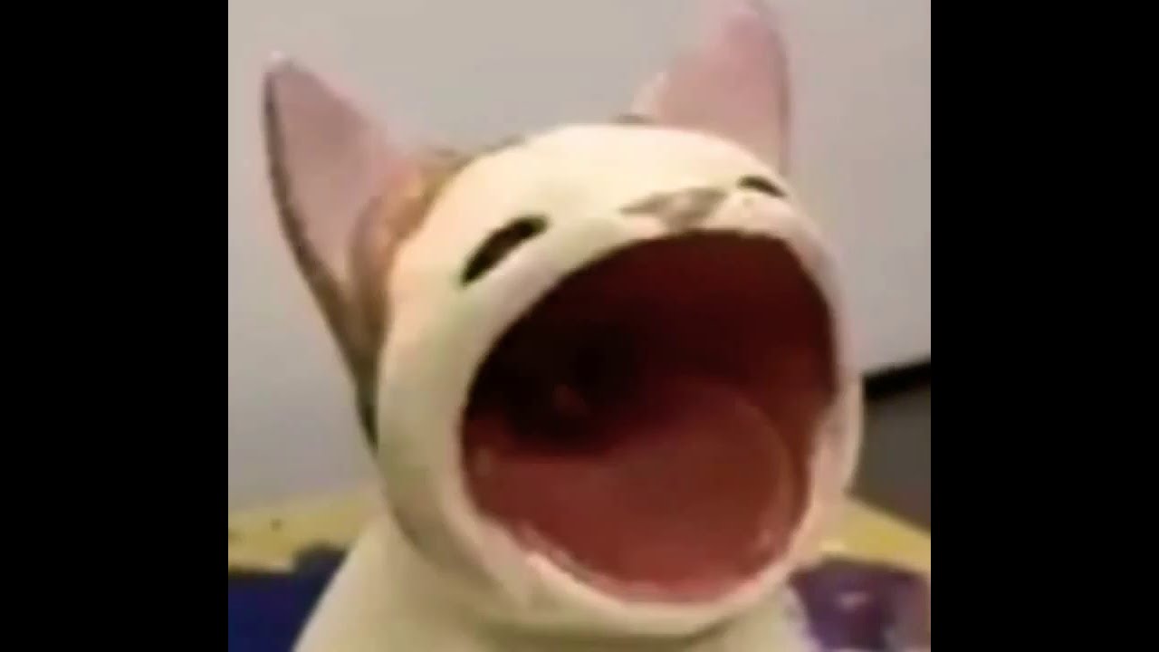 Pop cat | what is the story behind the pop cat meme?