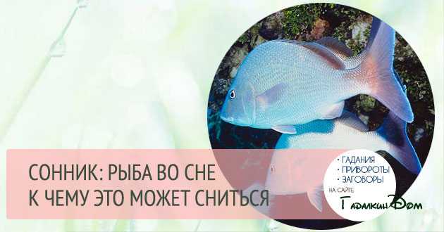 Соленая рыба во сне – к слезам или к деньгам