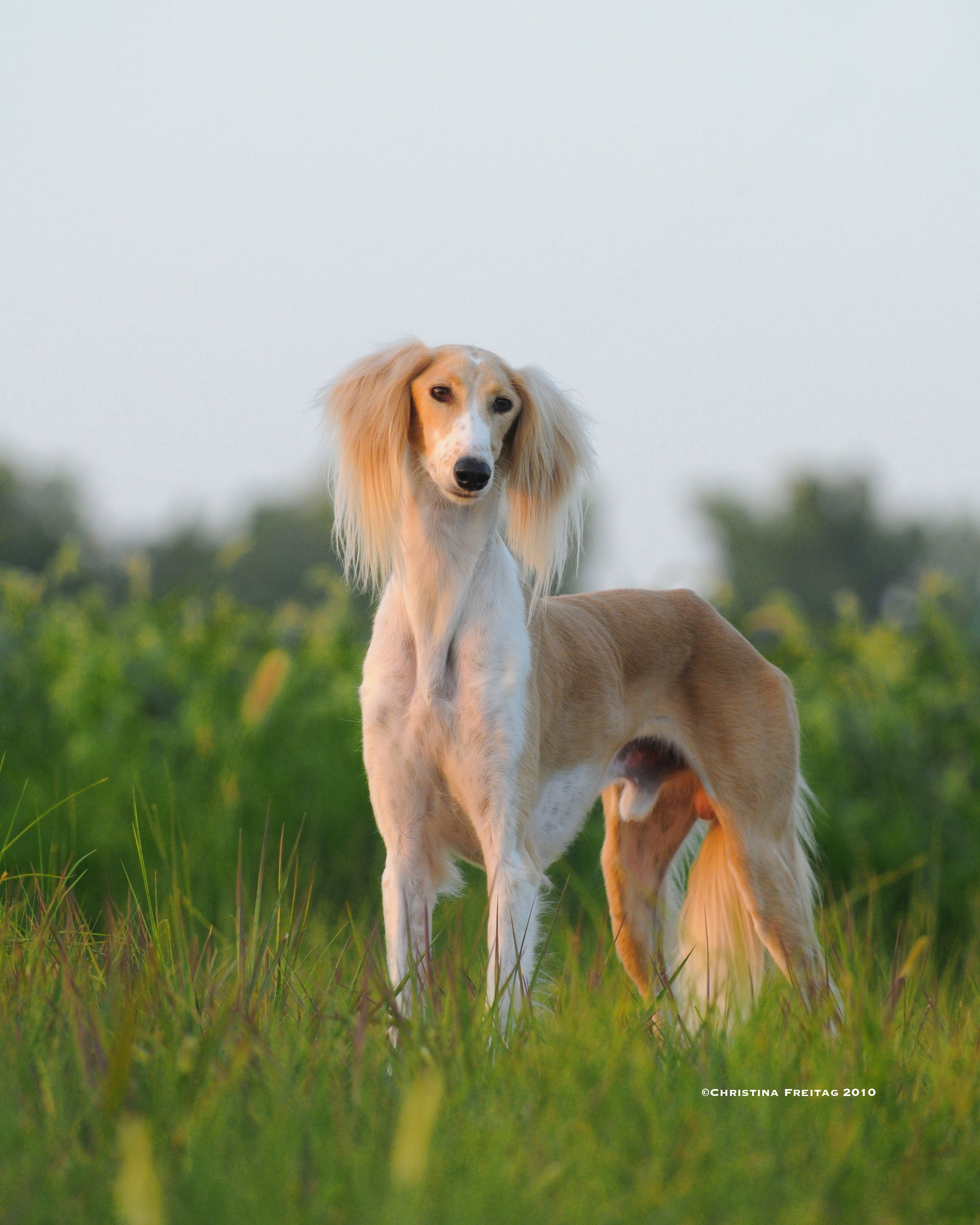 Saluki – биография, фото, личная жизнь, песни, сейчас