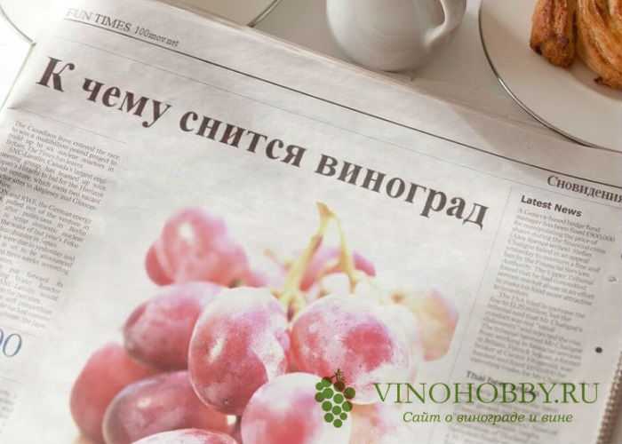 Сонник: приснился виноград. к чему снится виноград, гроздья винограда, крупный, мелкий? - tolksnov.ru