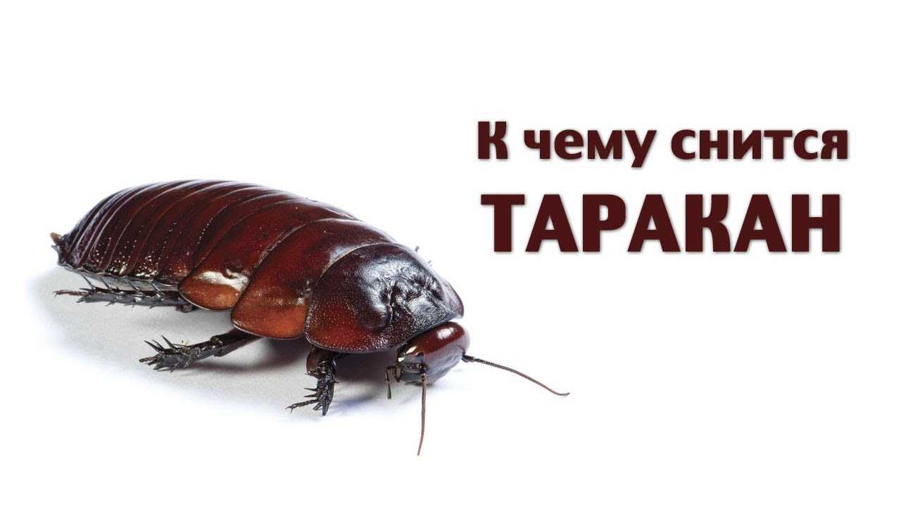 К чему снится  таракан во сне — по 90 сонникам! если видишь во сне таракан что значит?