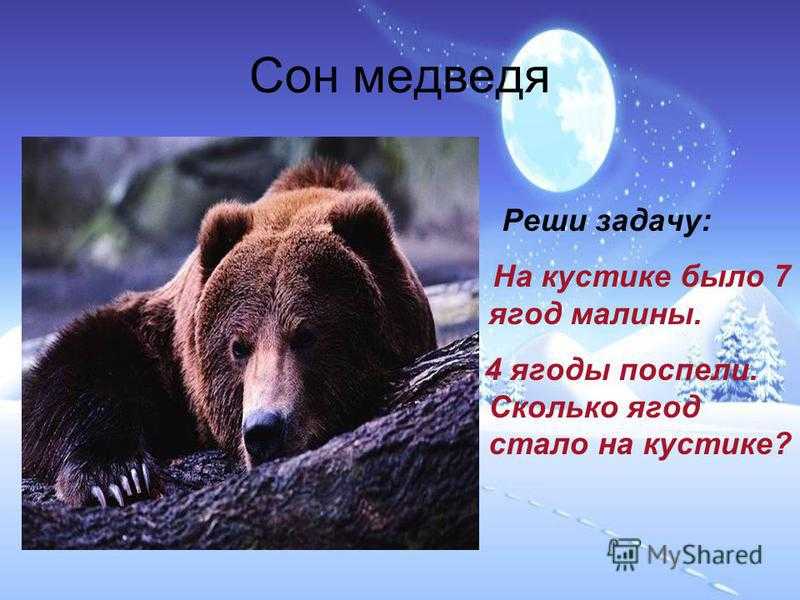 Если приснился медведь