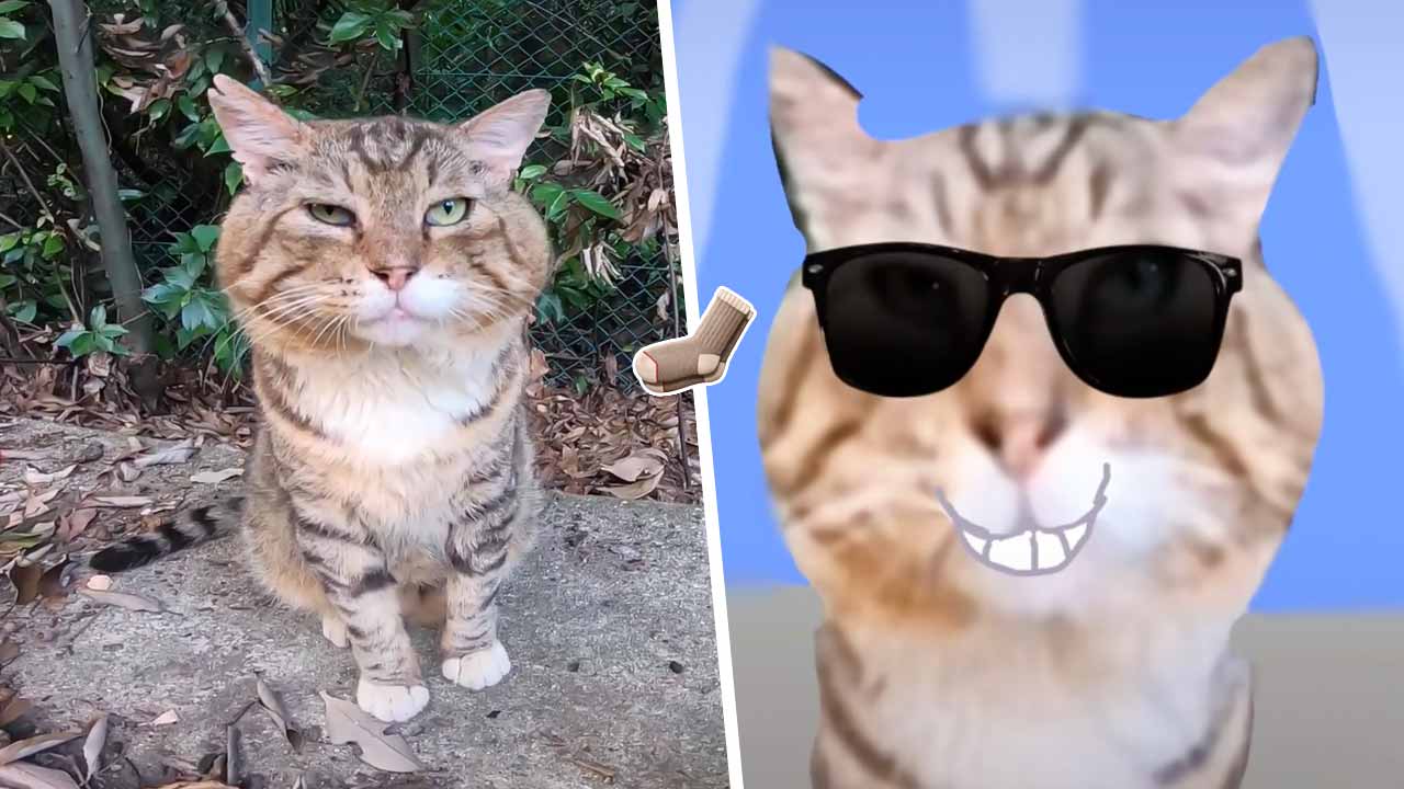 Кот носок - что за мем с котом, которого везде находят в тик токе