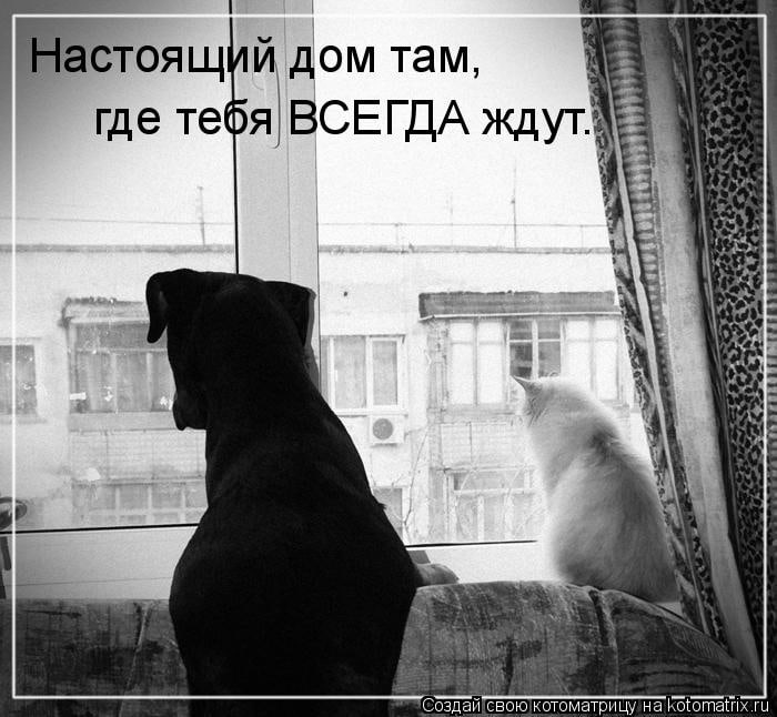 К чему снится собака женщине: что означает, толкование сна, значение по дням недели, по разным сонникам
