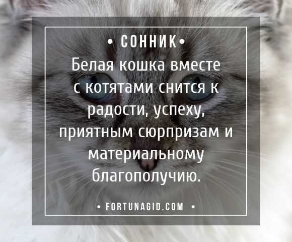 Видеть во сне кошку