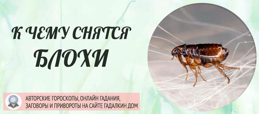 К чему снятся вши? сонник - вошь во сне.