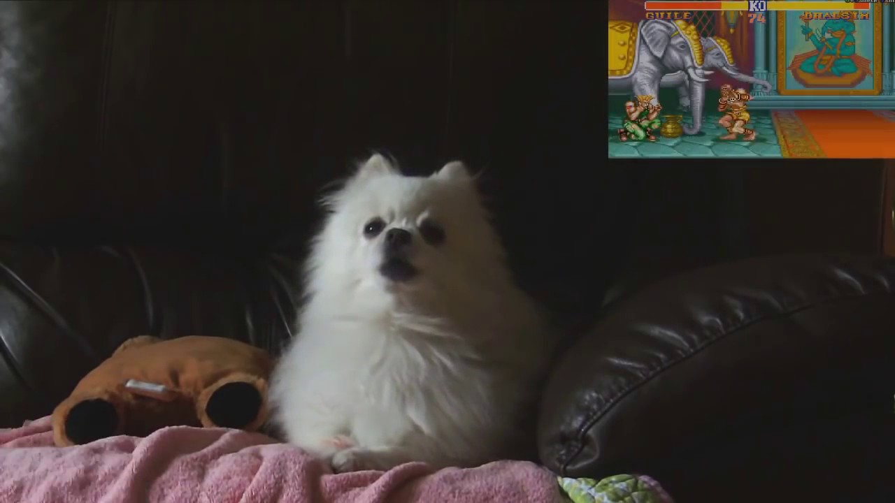 Gabe the dog: tribute to the king of the internet!