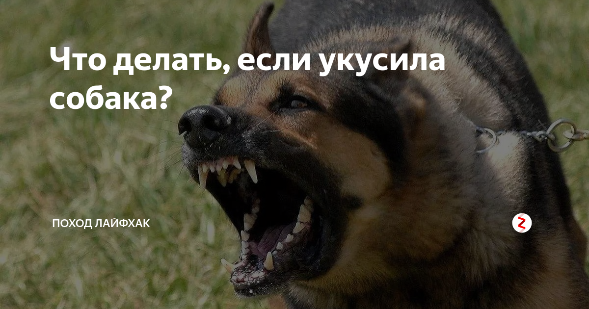 К чему снится черная собака. сонники про черную собаку во сне
