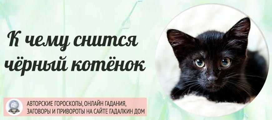 К чему снятся кошки?