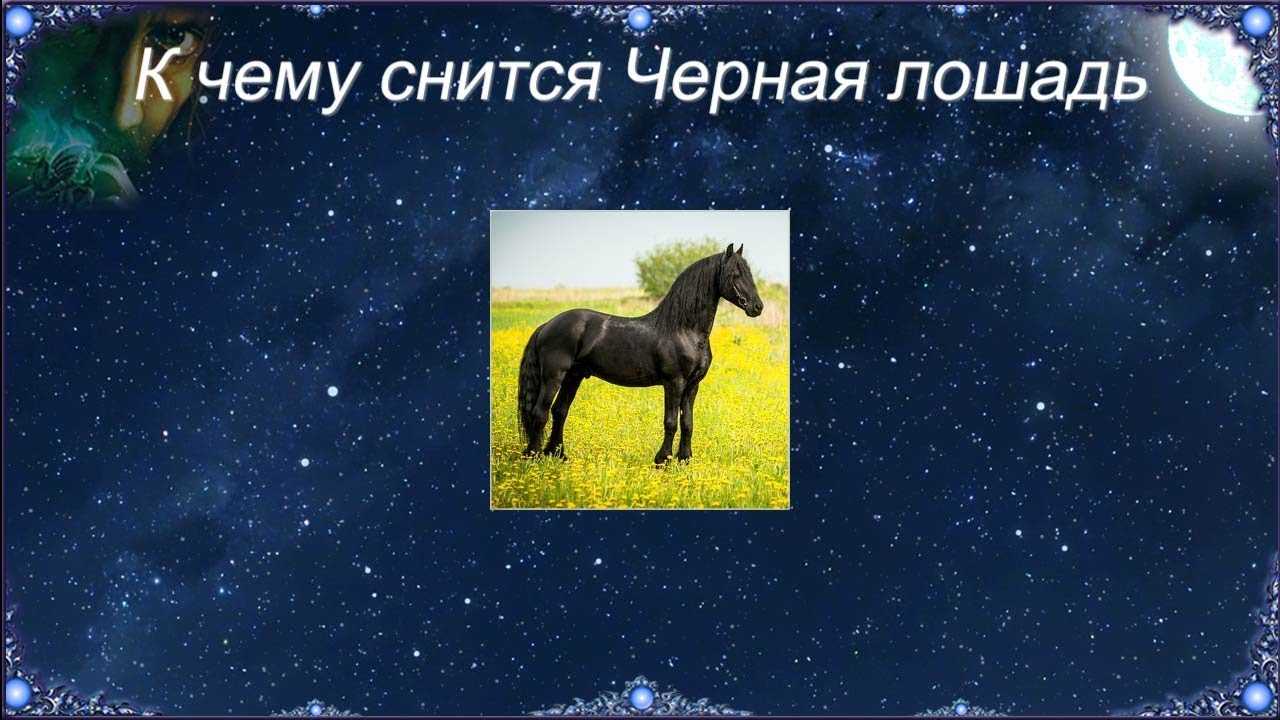 К чему снится лошадь женщине: значение и толкование сна - tolksnov.ru