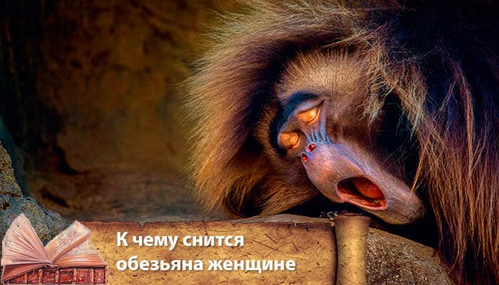 К чему снится обезьяна - толкование сновидения