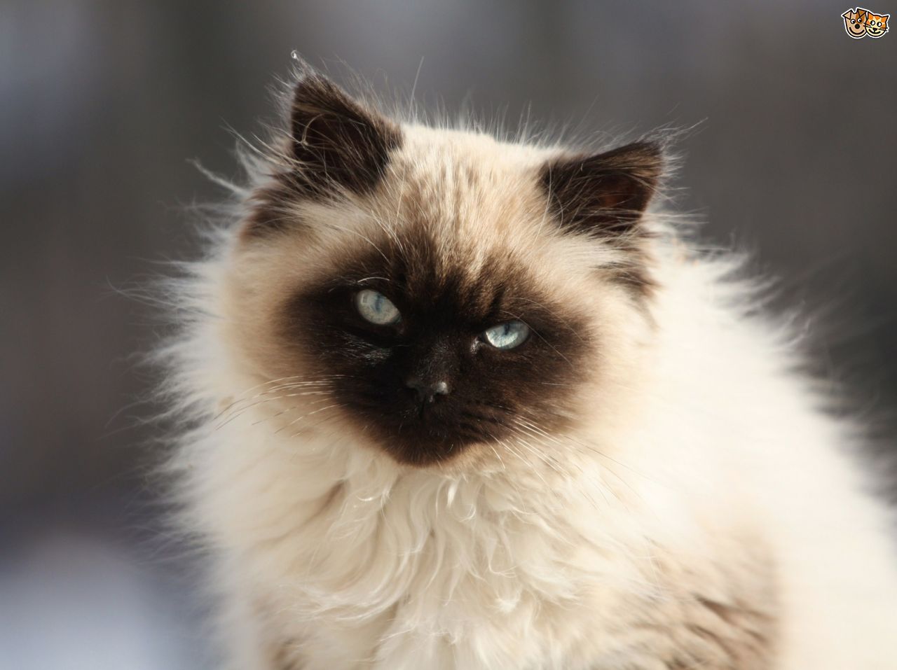 Котенок гималайской породы бубалех » собачки и кошечки
